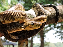 Corallus ruschenbergerii