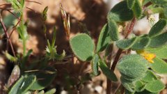 Acmispon brachycarpus