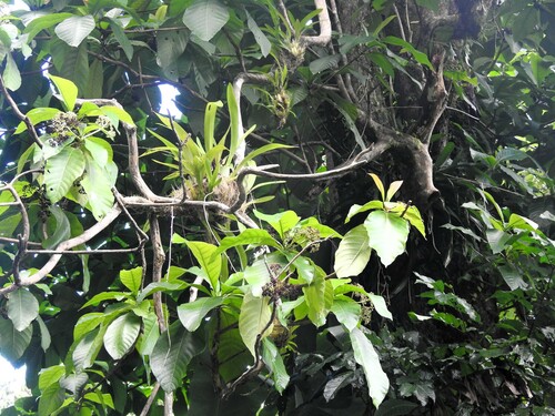 Oncidium altissimum, photograph 2