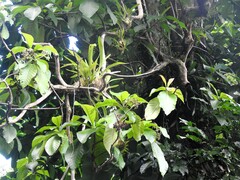 (c) Louis Imbeau, some rights reserved (CC BY) Oncidium altissimum, photograph (c) Louis Imbeau, some rights reserved (CC BY)