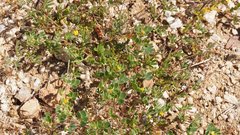 Acmispon brachycarpus