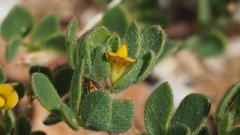 Acmispon brachycarpus