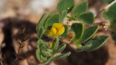 Acmispon brachycarpus