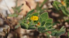 Acmispon brachycarpus