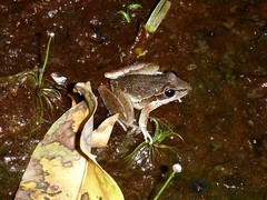 Litoria watjulumensis
