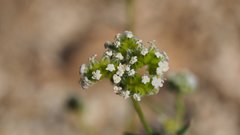 Cryptantha utahensis