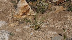 Cryptantha utahensis