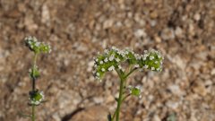 Cryptantha utahensis