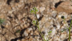 Cryptantha utahensis