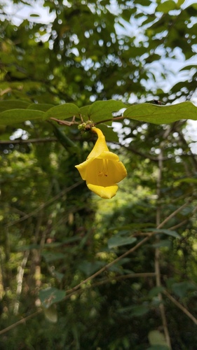Gmelina elliptica observed 2023-12-20