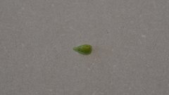 Cryptantha utahensis