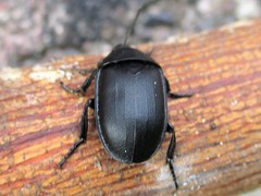 Ablattaria laevigata