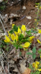 Angiospermae