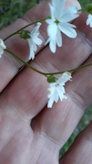 Lithophragma heterophyllum