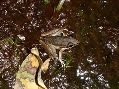 Litoria watjulumensis