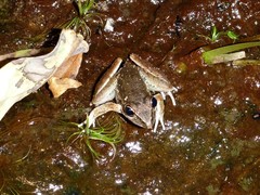 Litoria watjulumensis