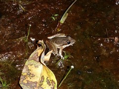 Litoria watjulumensis