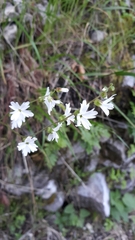 Lithophragma heterophyllum