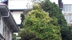 Clematis vitalba