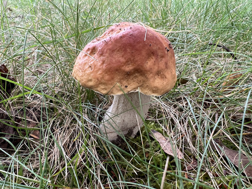 Boletus edulis