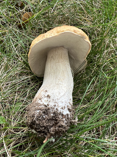 Boletus edulis (Photo 2 of 5)