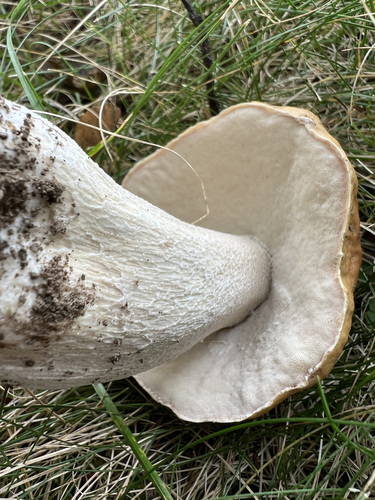 Boletus edulis (Photo 3 of 5)