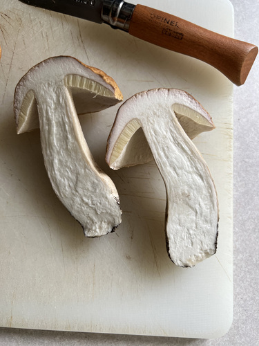 Boletus edulis (Photo 5 of 5)