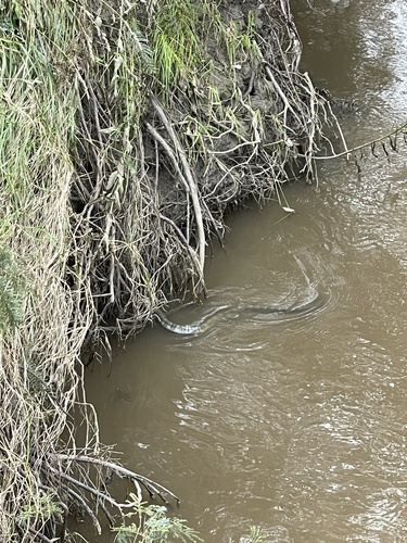 Tiger Snake sighting