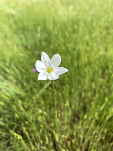 iNaturalist observation photo of white brodiaea