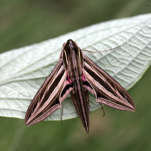 Greater silver-striped hawkmoth