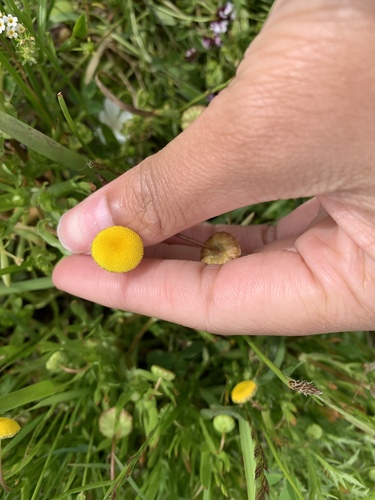 iNaturalist observation photo of Brass Buttons