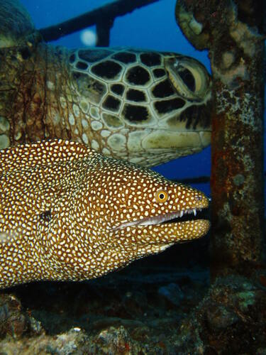 Whitemouth moray