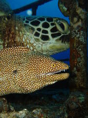 Whitemouth moray