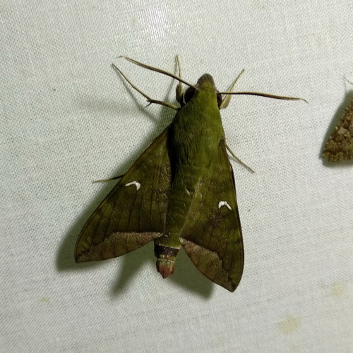 Photo of Comma Nephele (Nephele comma)