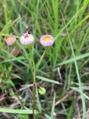 Erigeron tenuis