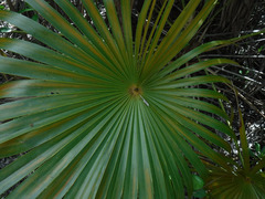 Coccothrinax alta