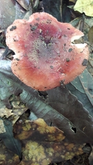 Russula silvicola