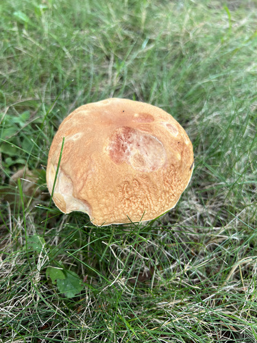 Boletus edulis (Photo 2 of 6)