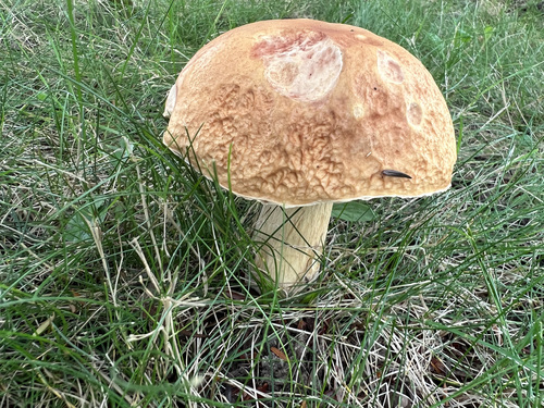 Boletus edulis