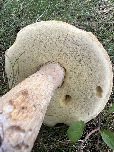 Boletus edulis (Photo 4 of 6)