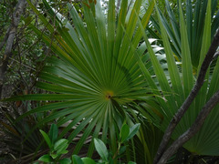 Coccothrinax alta