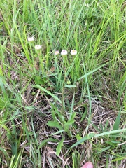 Erigeron tenuis