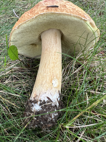 Boletus edulis (Photo 3 of 6)