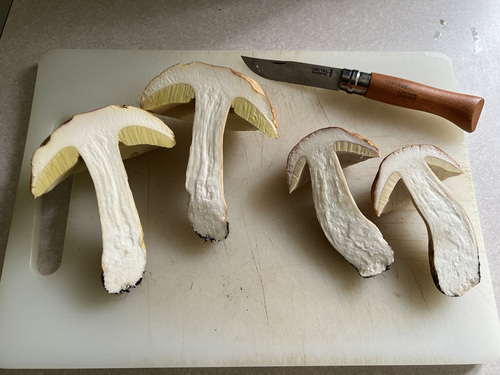 Boletus edulis (Photo 5 of 6)