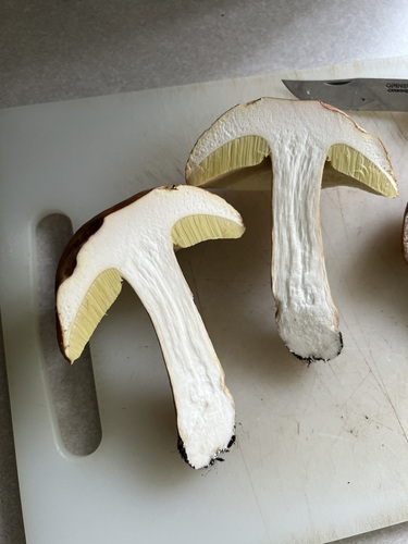 Boletus edulis (Photo 6 of 6)