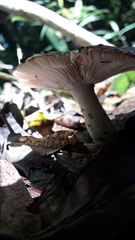 Russula silvicola