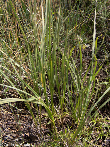 Hypoxis acuminata (Hypoxis acuminata)