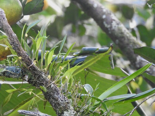 Octomeria graminifolia, photograph 4