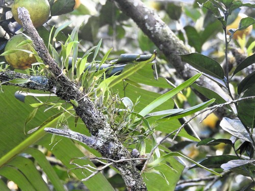 Octomeria graminifolia, photograph 5