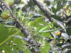 Octomeria graminifolia, photograph (c) Louis Imbeau, some rights reserved (CC BY)